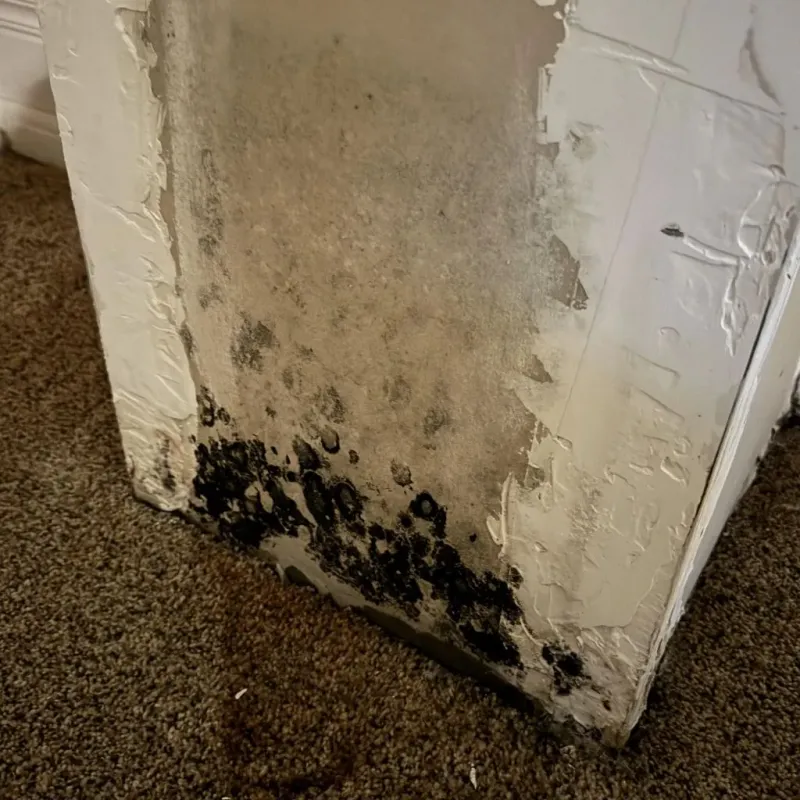 Professional Mold Removal in Pittsboro, NC